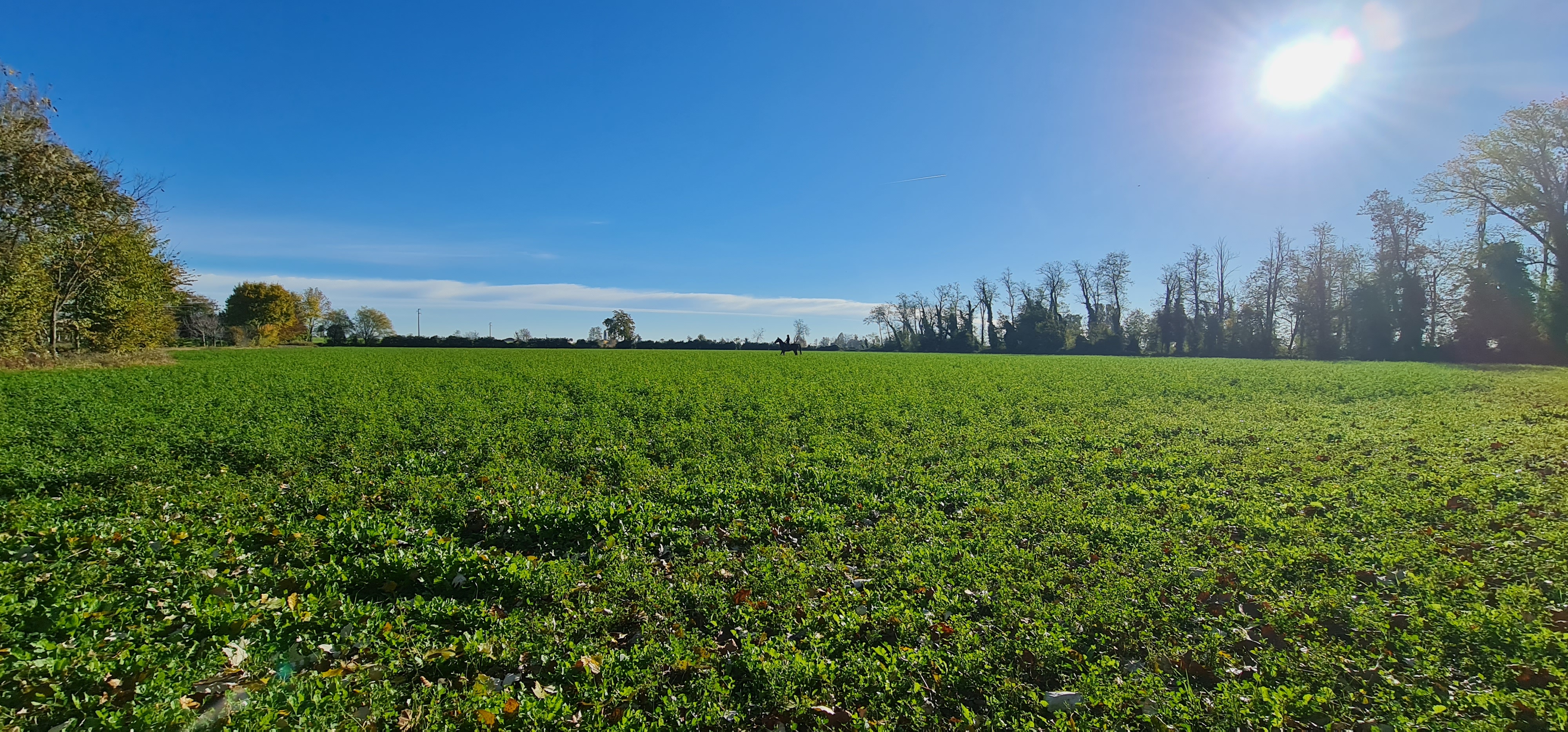 campo_fieno